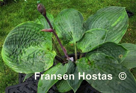 Hosta Chris' Pinky Present